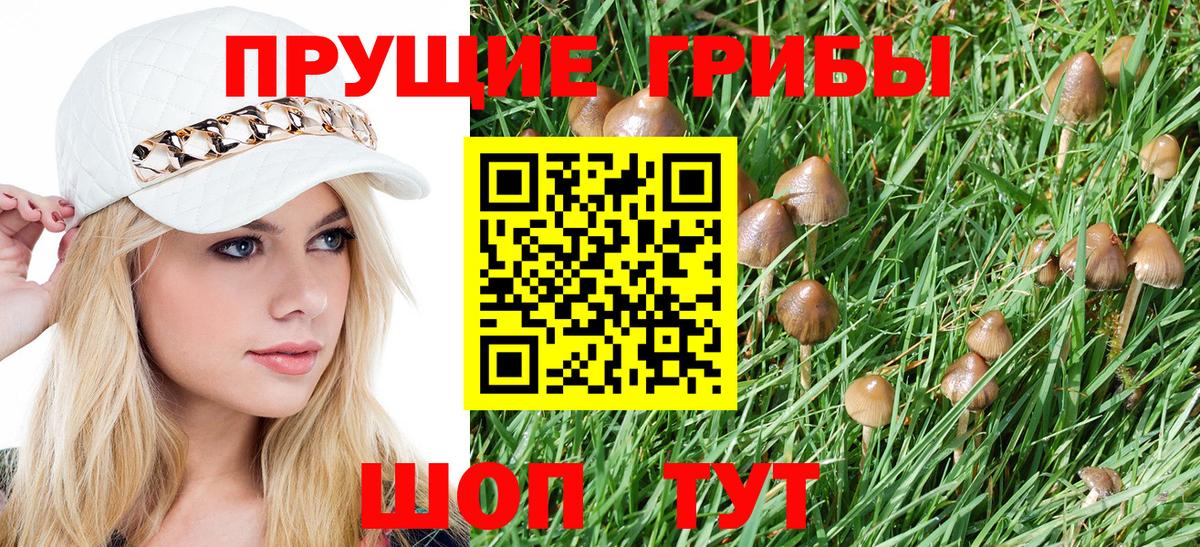 Псилоцибиновые грибы Psilocybine cubensis Пугачёв